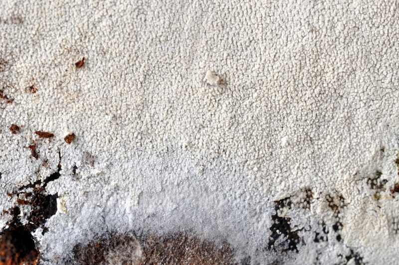 Sistotrema brinkmannii